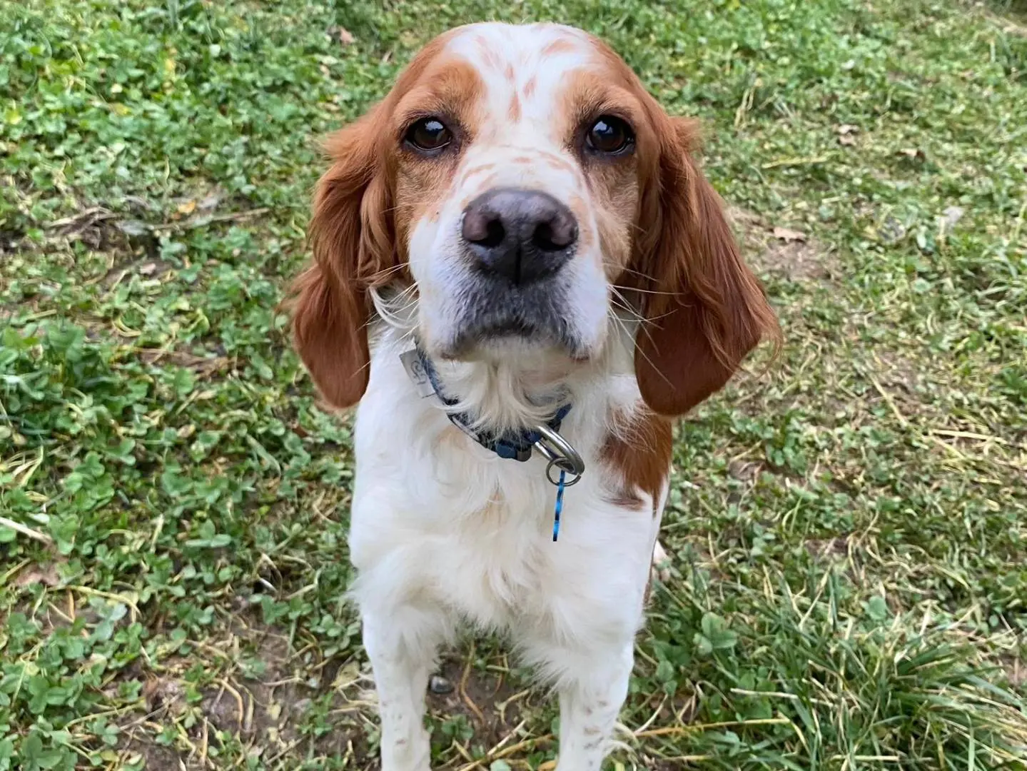 Adotta un cane, maschio, 7 anni e 3 mesi, Milano