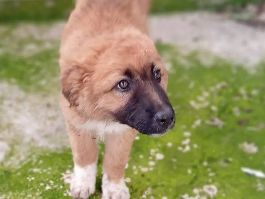 Adozione cane, femmina, Razza sconosciuta Razza sconosciuta, 10 mesi, taglia media, Frosinone