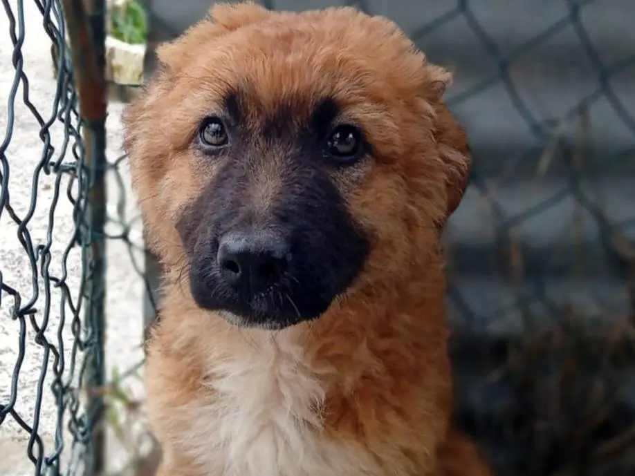Adotta un cane, femmina, 10 mesi, Frosinone