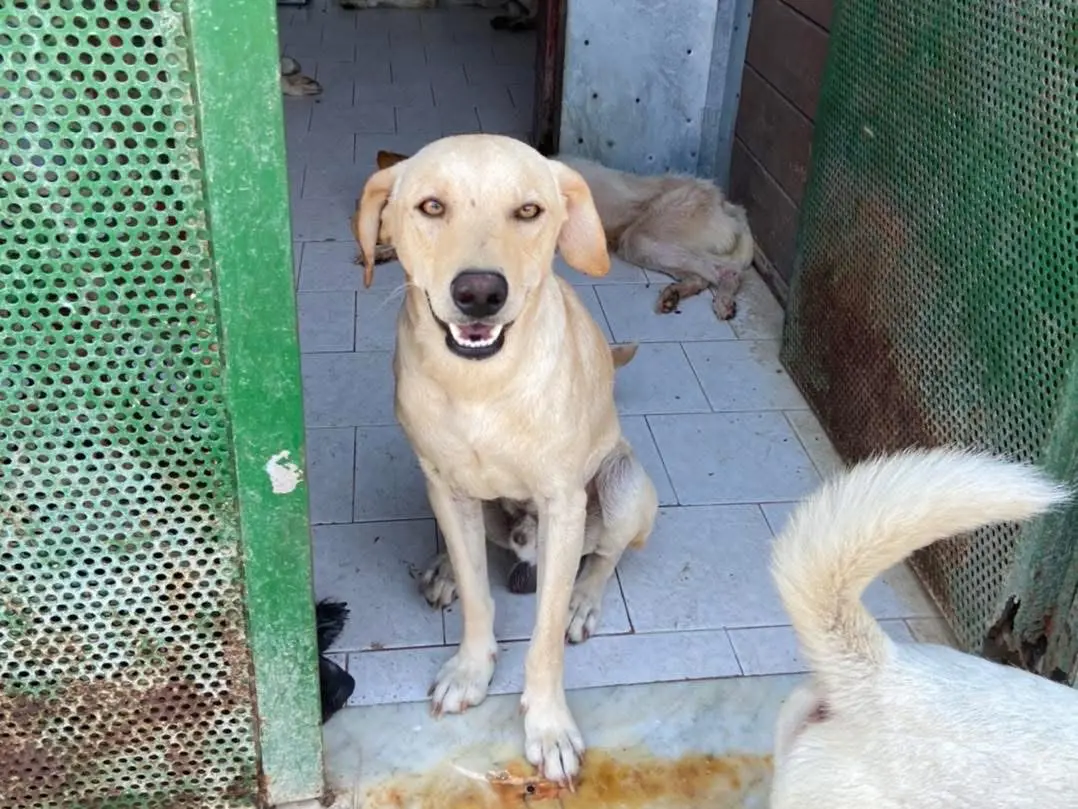 Adozione cane, maschio, Razza sconosciuta Razza sconosciuta, 4 anni e 5 mesi, taglia media contenuta, Caserta
