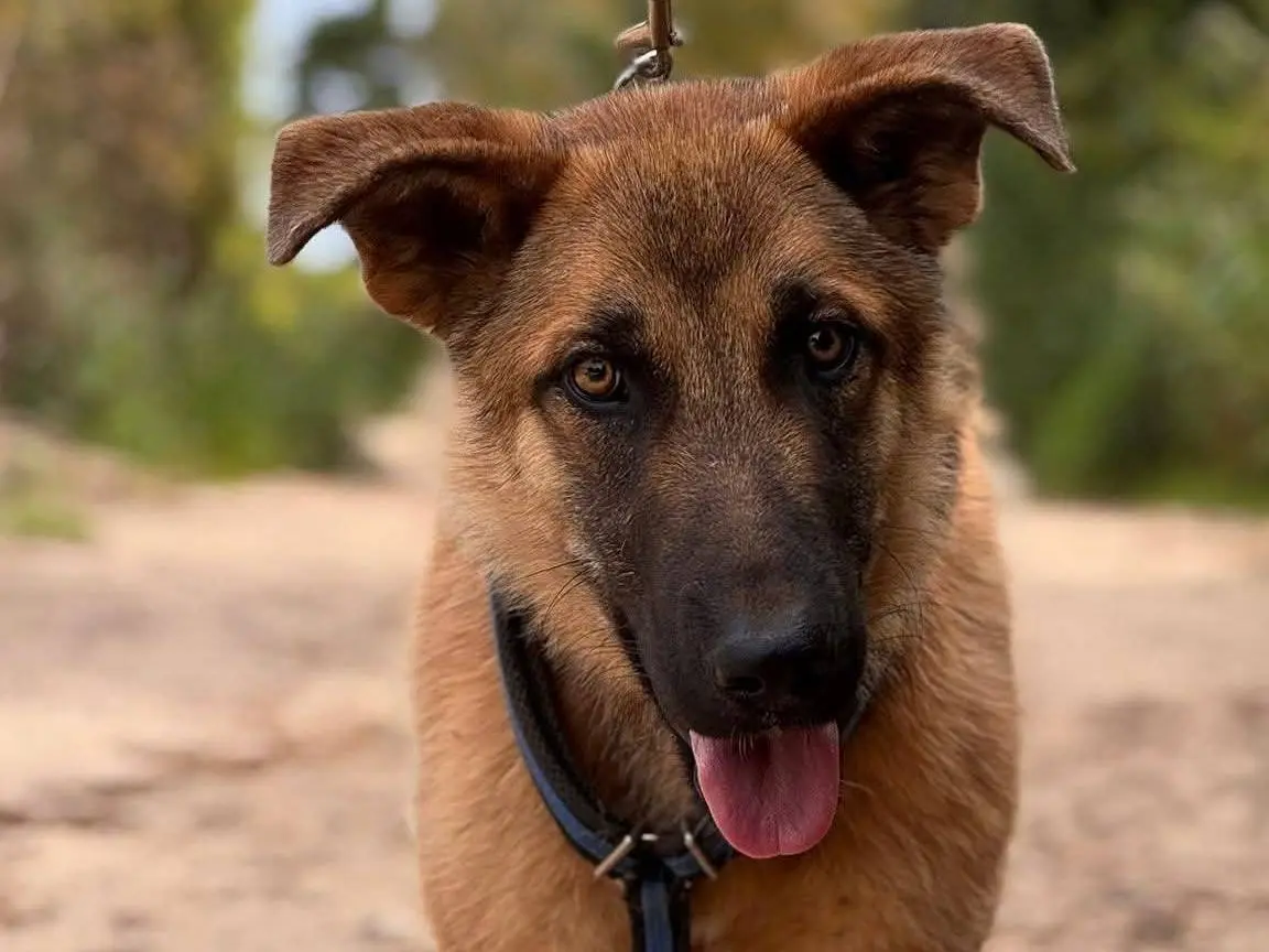 Adozione cane, maschio, Pastore tedesco Razza sconosciuta, 1 anno e 4 mesi, taglia media, Lecce