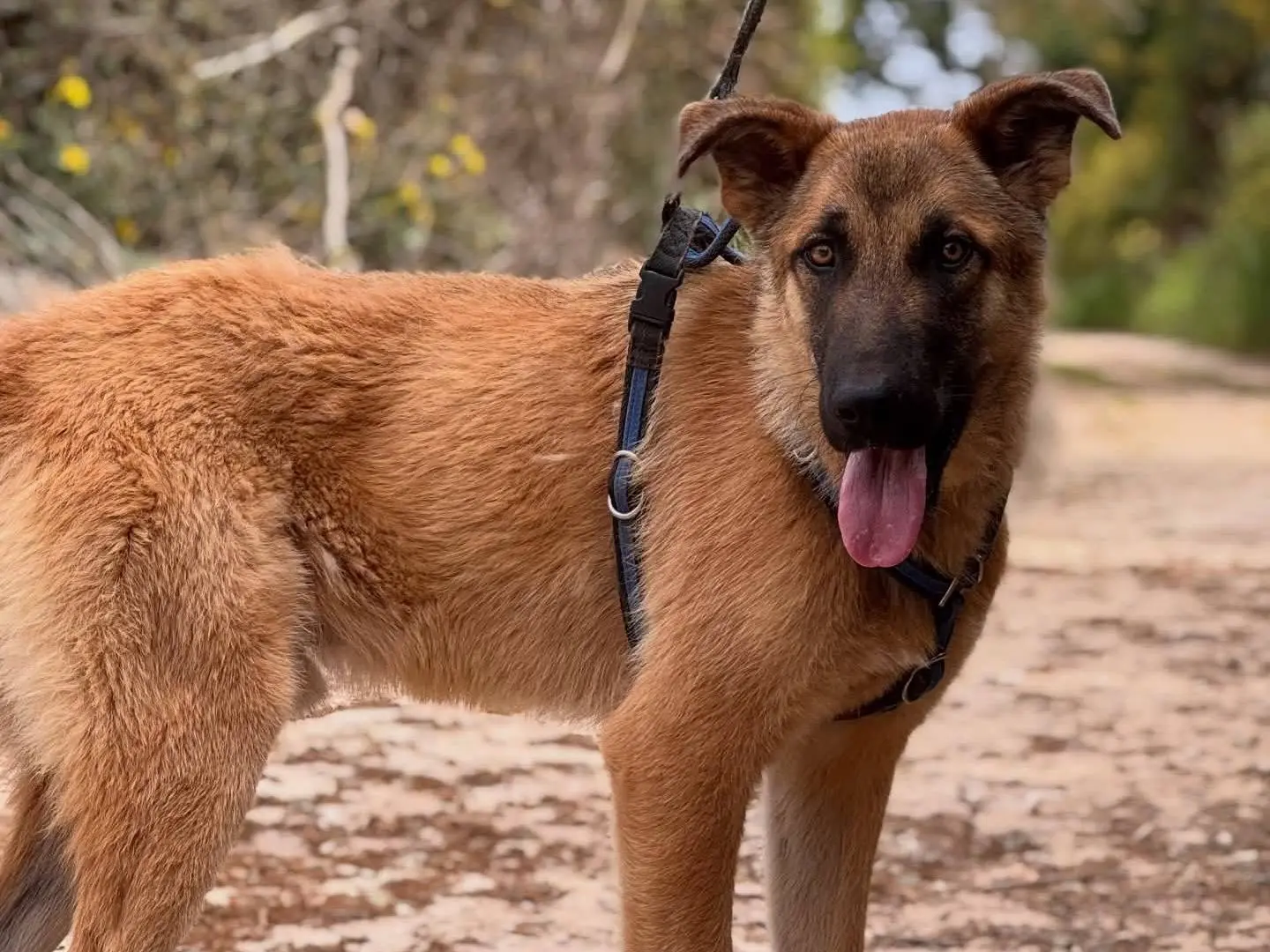 Vuoi adottare un cane a Lecce?