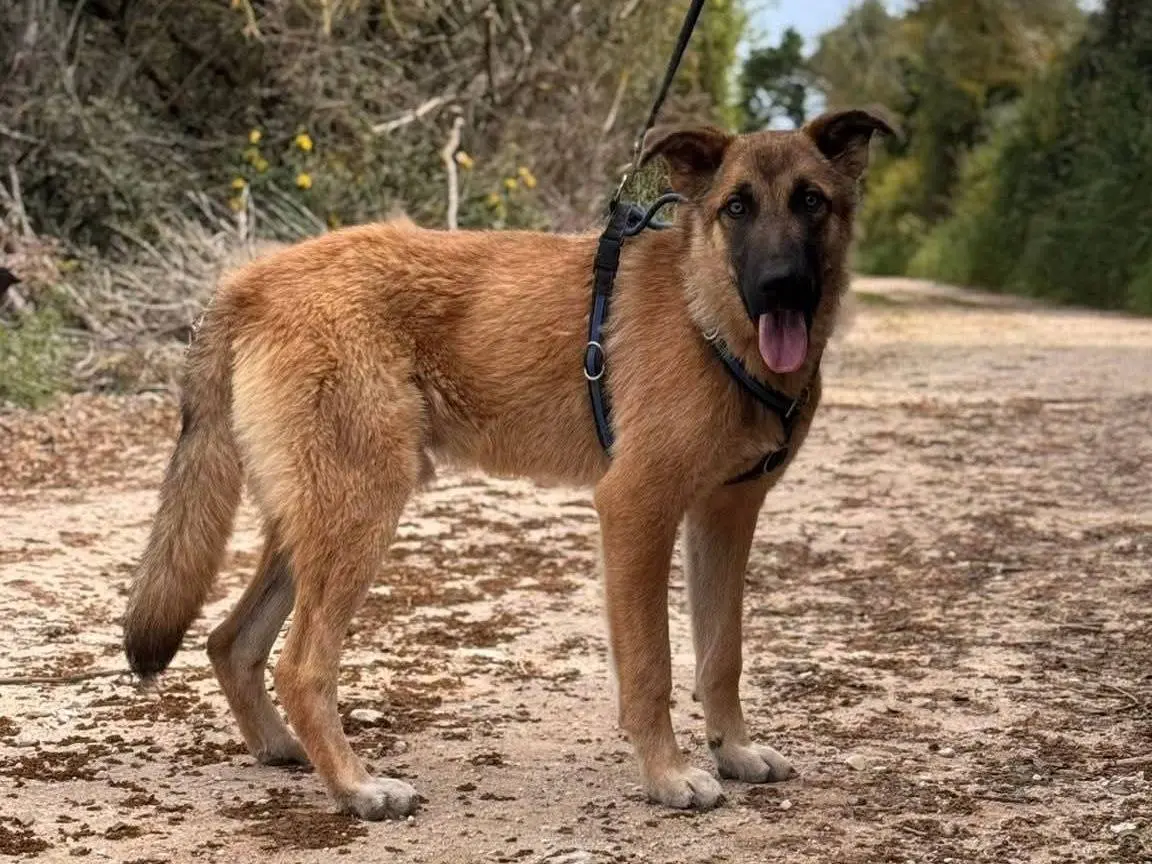Adotta un cane, maschio, 1 anno e 4 mesi, Lecce