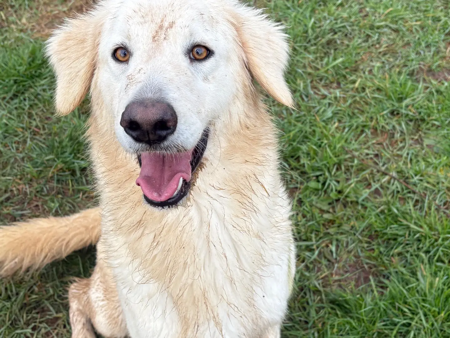 Adotta il cane Ninfa a Frosinone