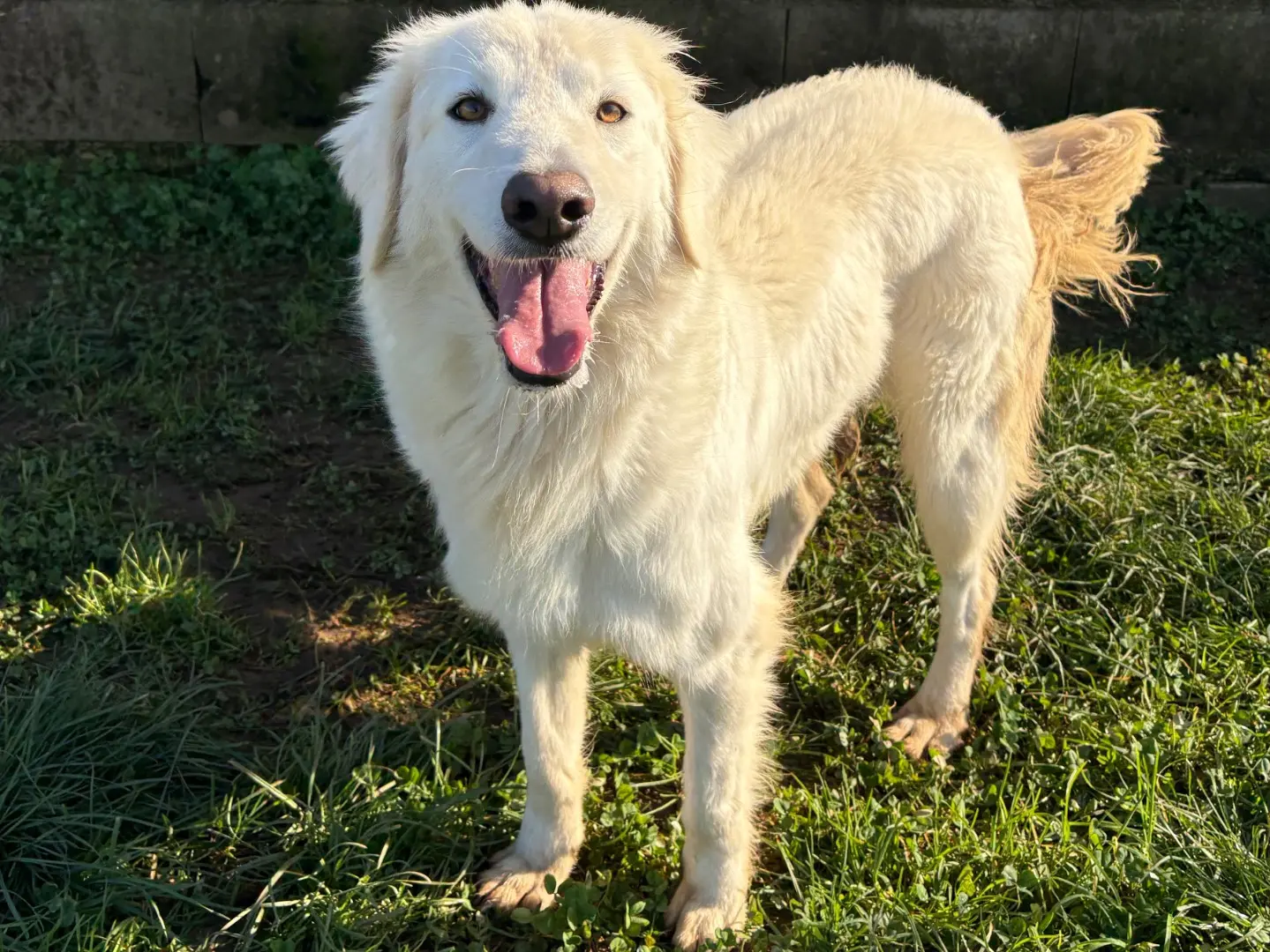 Adotta un cane, femmina, 4 anni e 7 mesi, Frosinone