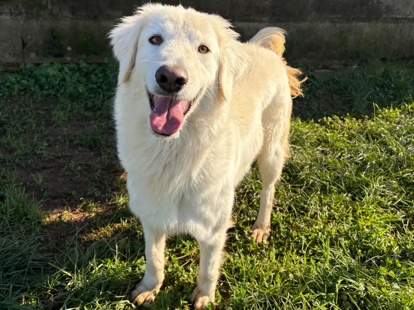 Adozione cane, femmina, Pastore maremmano Razza sconosciuta, 4 anni e 7 mesi, taglia media, Frosinone