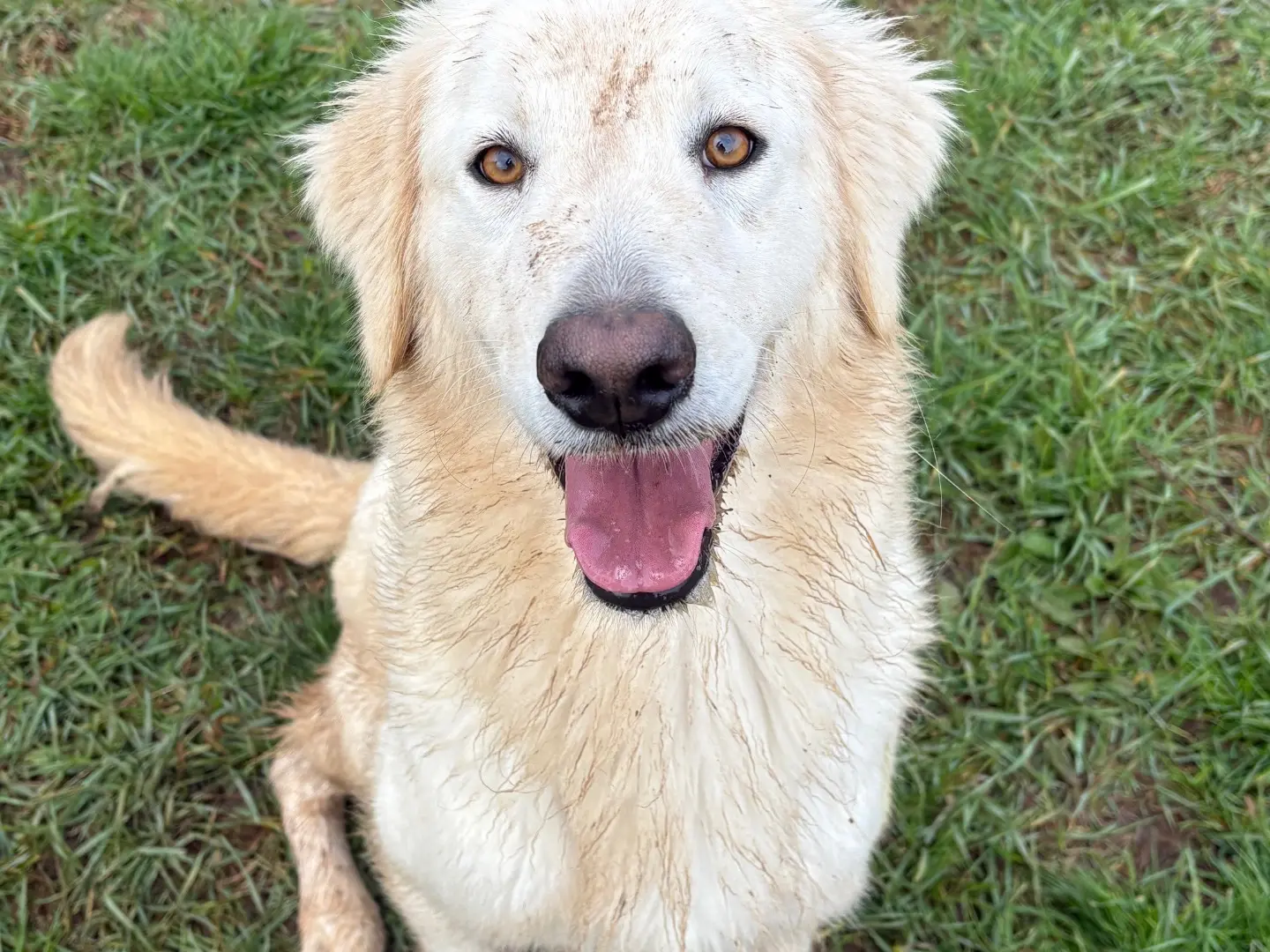 Adotta un cane, taglia media, femmina, Frosinone