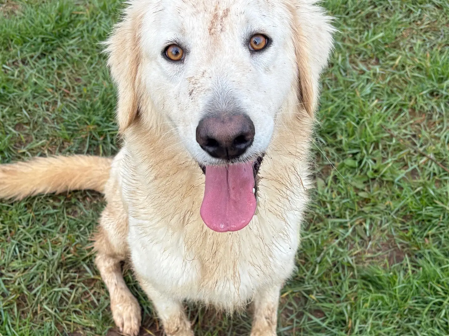 Vuoi adottare un cane a Frosinone?