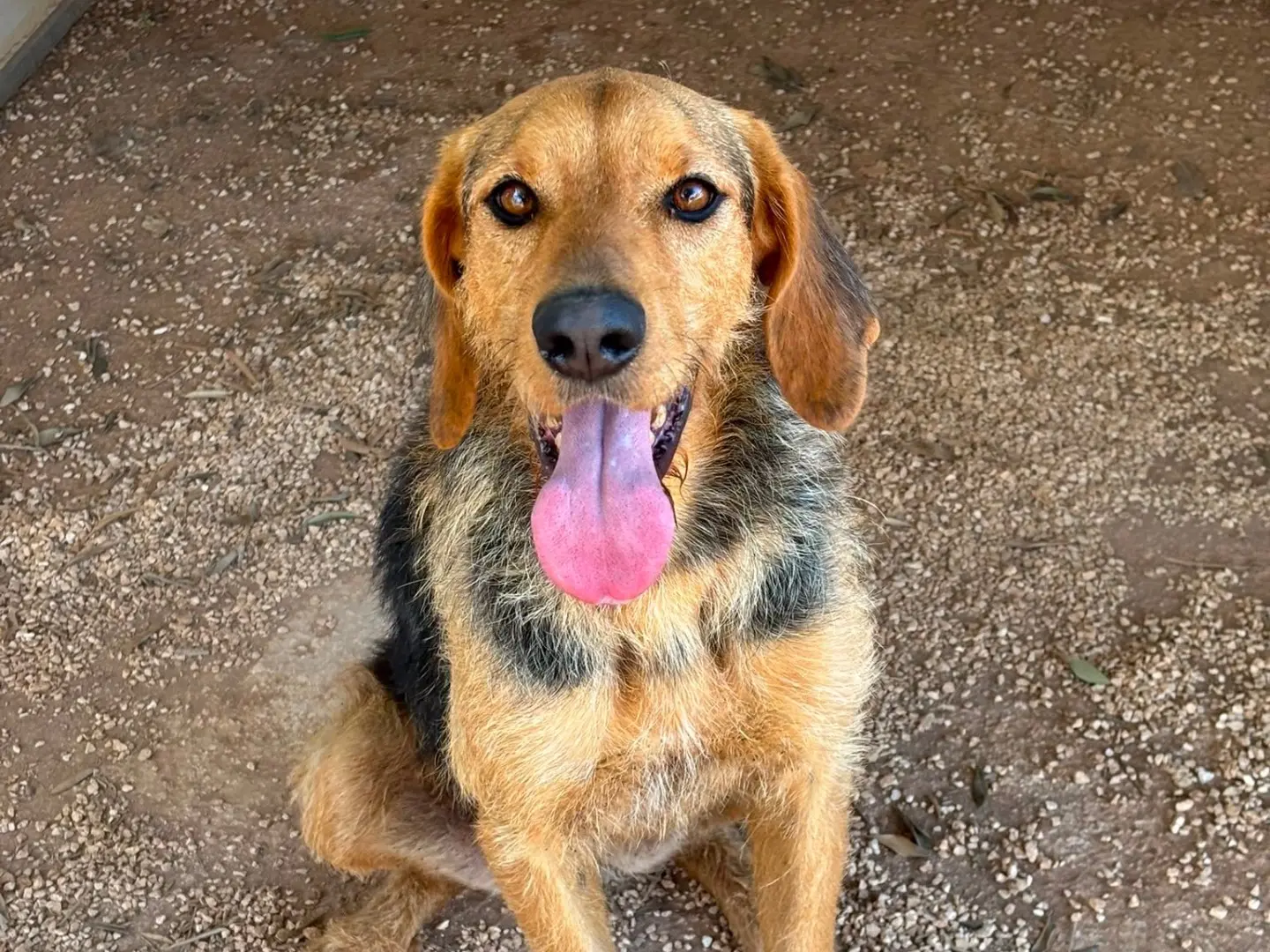 Adotta un cane, femmina, 2 anni e 5 mesi, Taranto