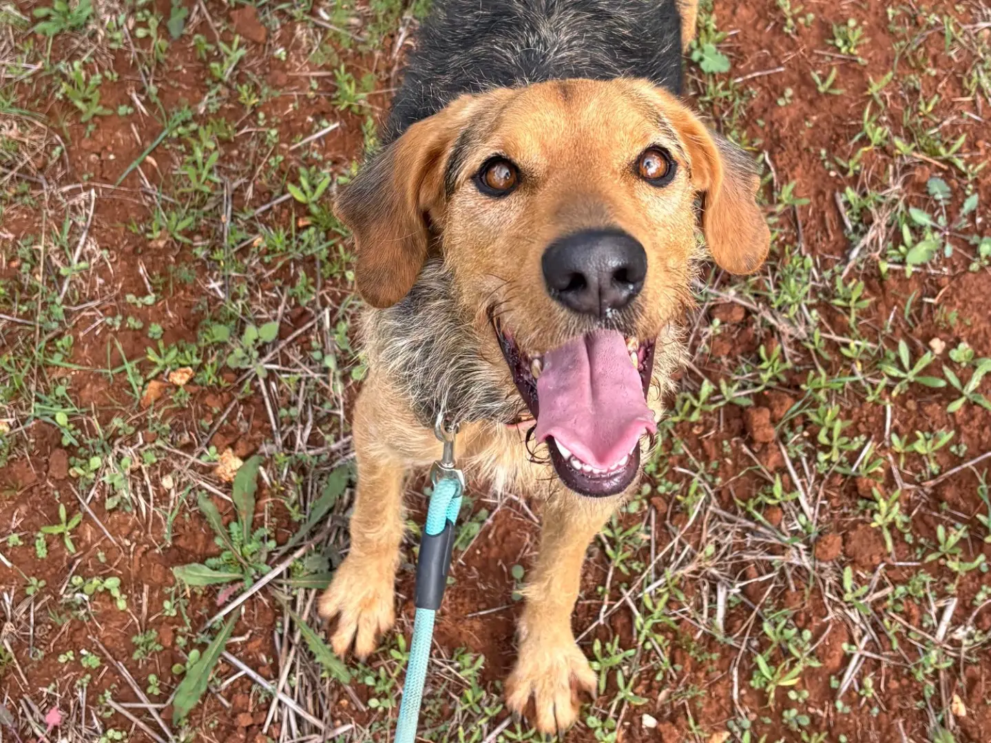 Adotta un cane, taglia media, femmina, Taranto