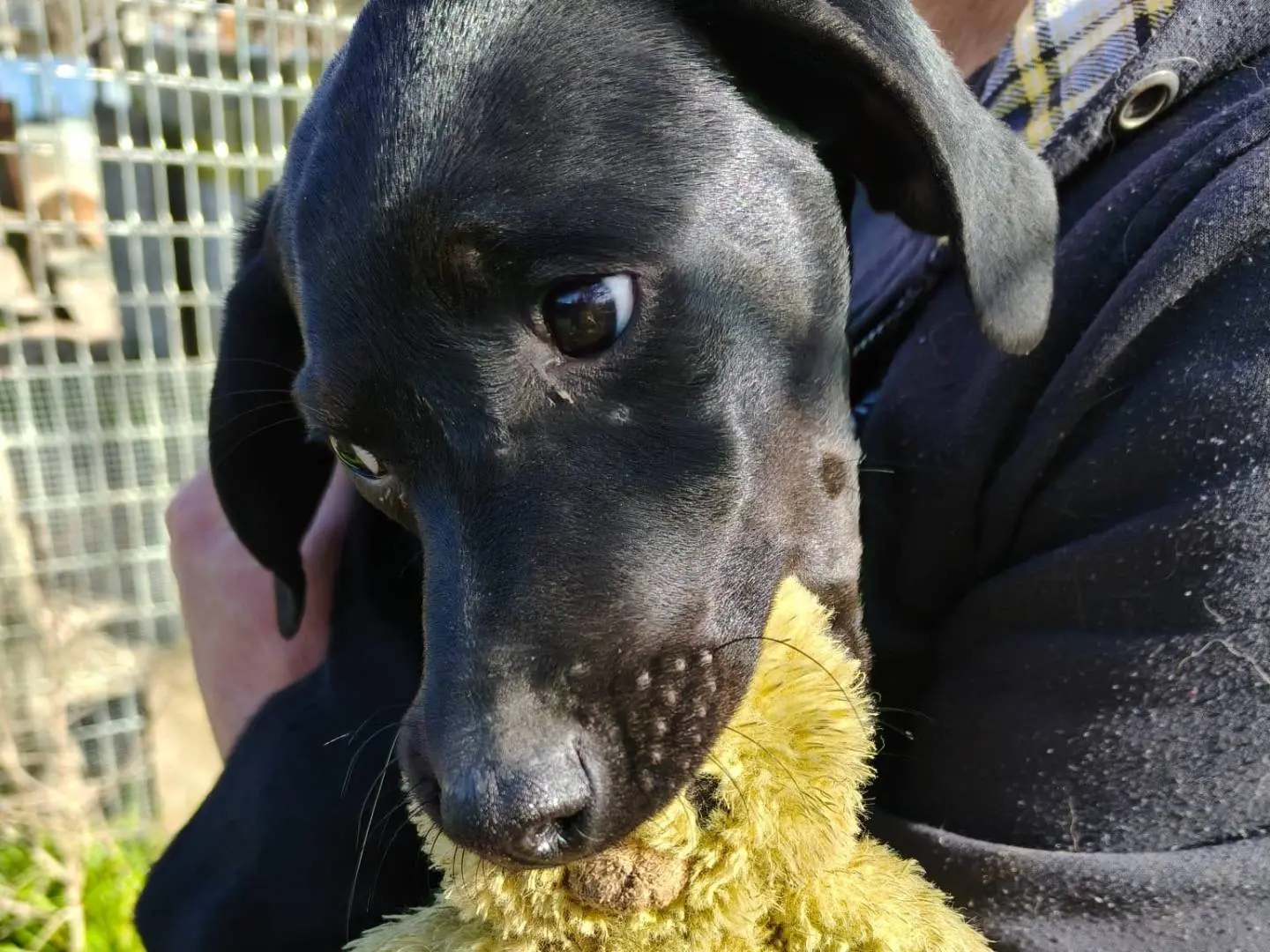 Adotta un cane, taglia piccola, femmina, Chieti