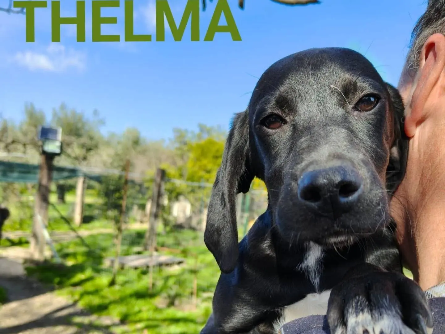 Adozione cane, femmina, Razza sconosciuta Razza sconosciuta, 9 mesi, taglia piccola, Chieti