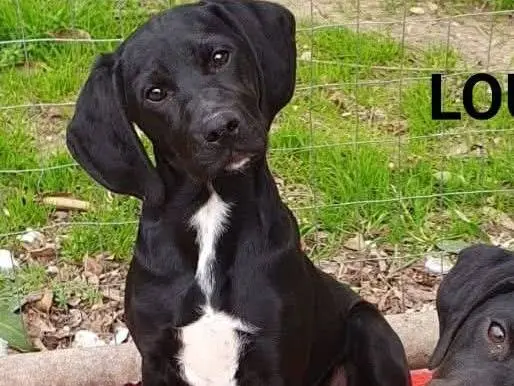 Adotta un cane, femmina, 9 mesi, Chieti