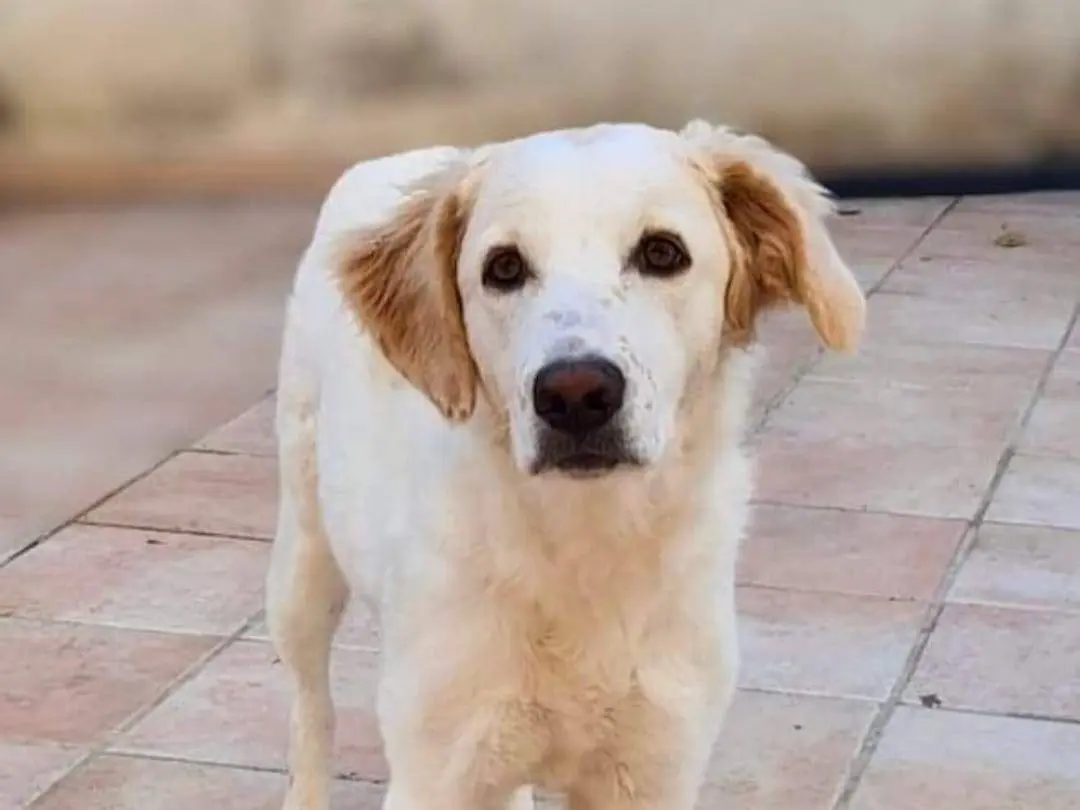 Adotta un cane, femmina, 3 anni e 4 mesi, Cagliari