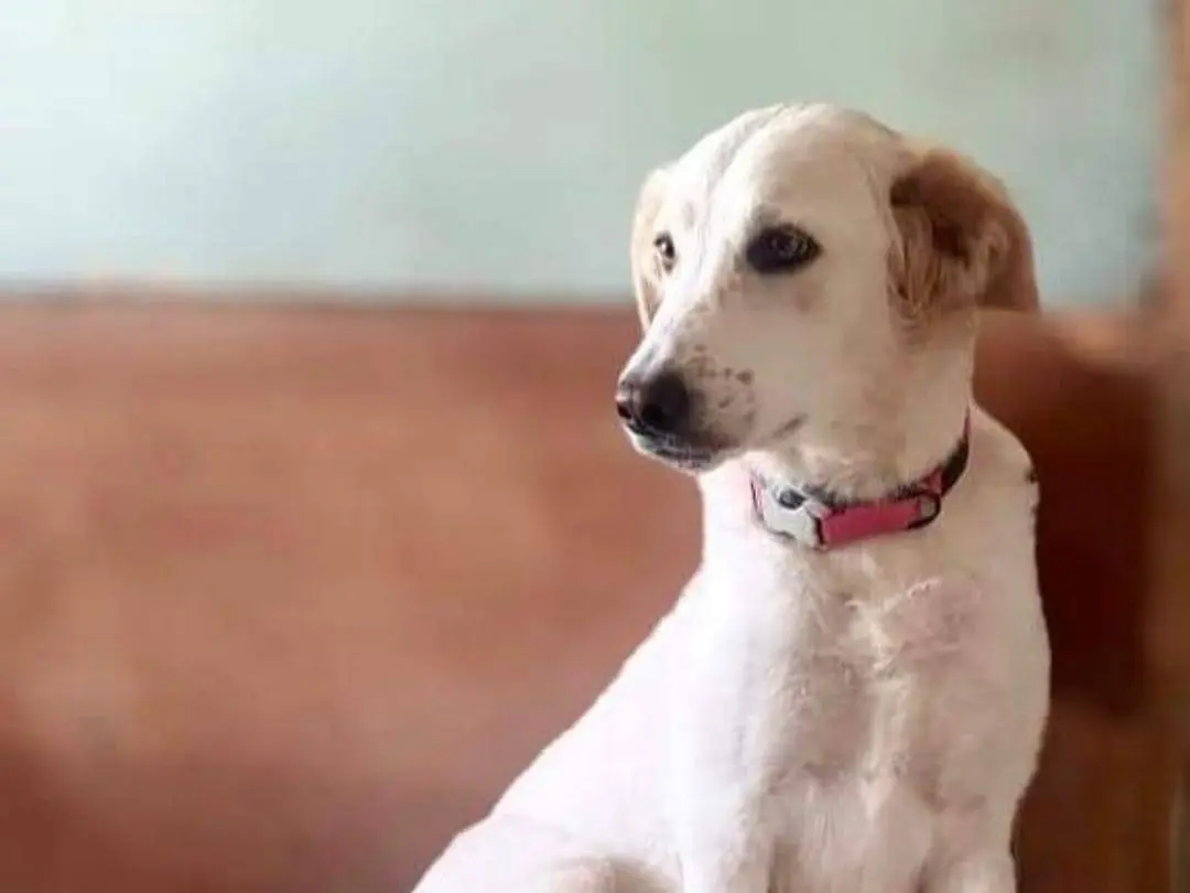 Adotta un cane, taglia media, femmina, Cagliari