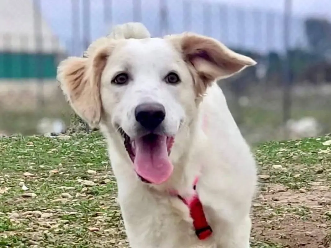 Adozione cane, femmina, Setter Inglese Border Collie, 3 anni e 4 mesi, taglia media, Cagliari