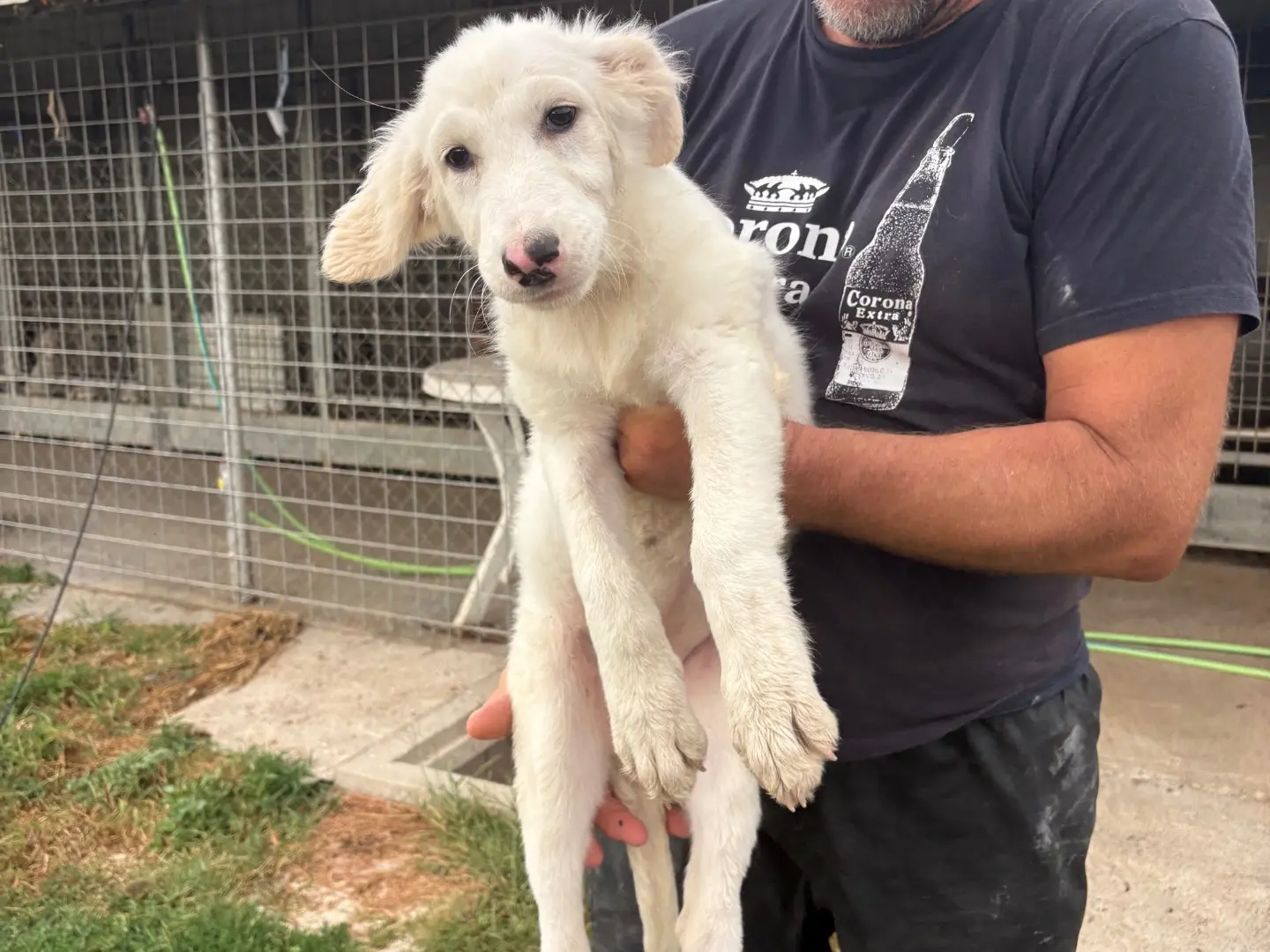 Vuoi adottare un cane a Frosinone?
