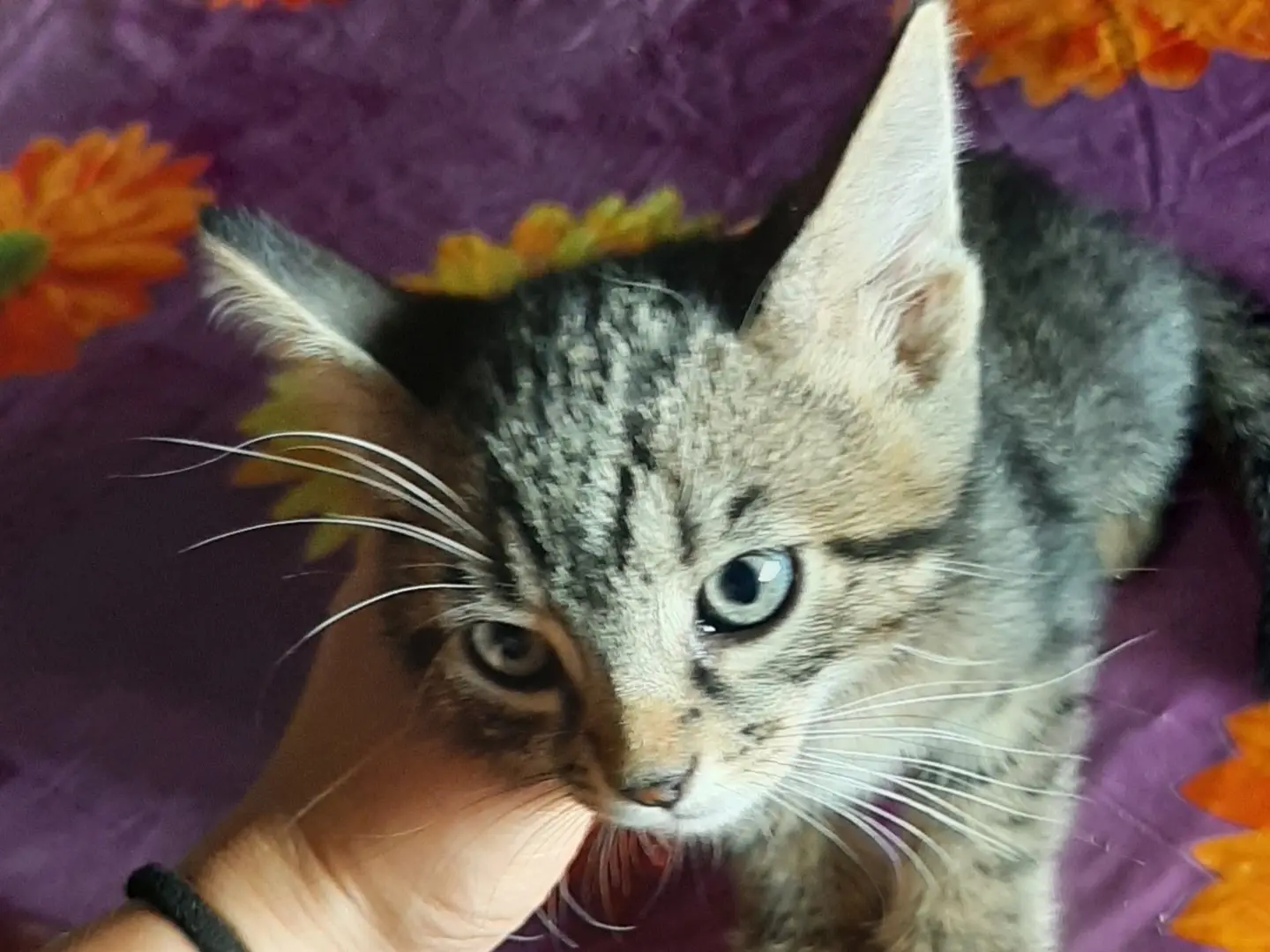 Adozione gatto, femmina, Razza sconosciuta Razza sconosciuta, 3 mesi, taglia non valida, Padova