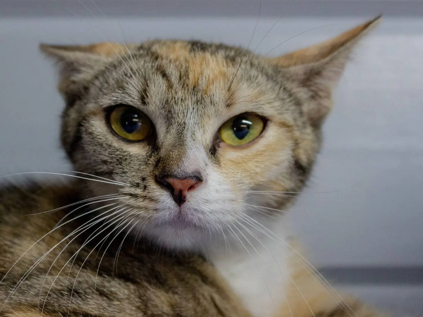 Adozione gatto, femmina, Razza sconosciuta Razza sconosciuta, 1 anno e 7 mesi, taglia non valida, Monza