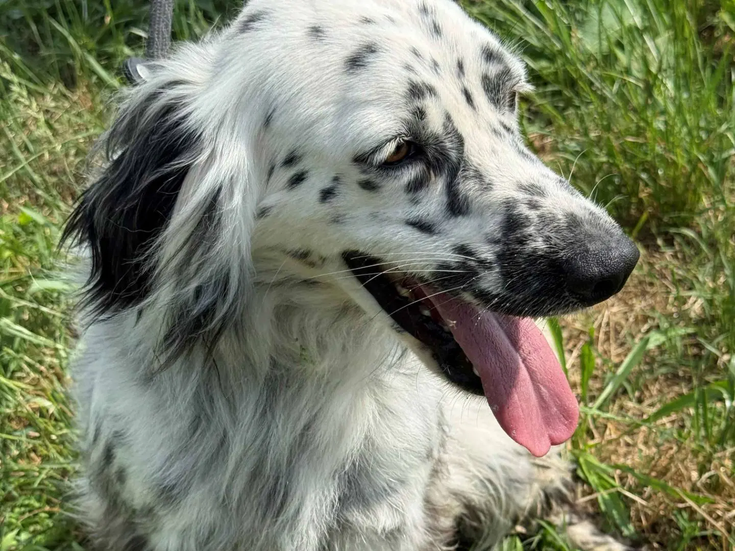 Foto 3 dell'animale