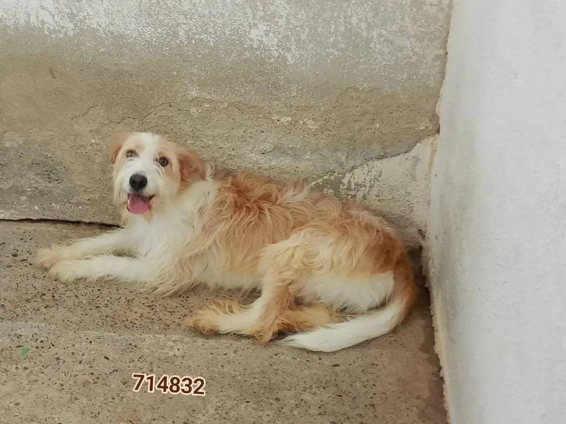 Adozione cane, femmina, Razza sconosciuta Razza sconosciuta, 2 anni e 4 mesi, taglia media contenuta, Crotone