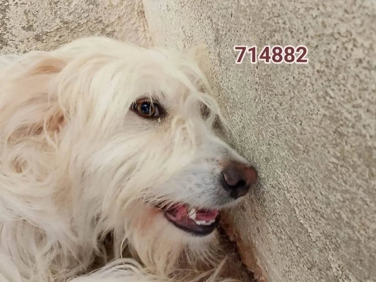 Adotta un cane, femmina, 2 anni e 4 mesi, Crotone