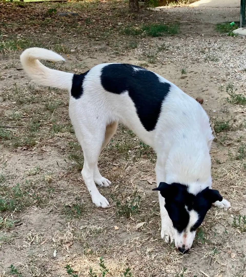 Adotta un cane, taglia media, femmina, Pavia