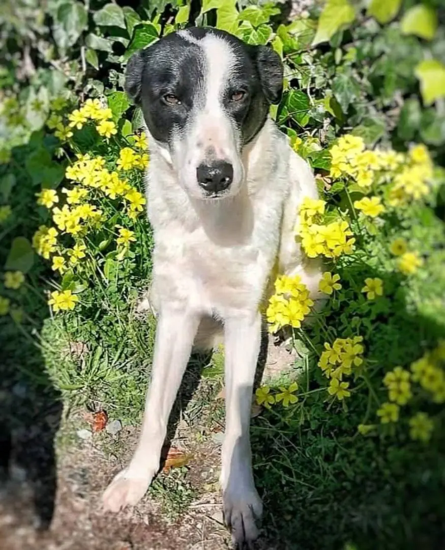 Adotta un cane, femmina, 4 anni e 7 mesi, Pavia