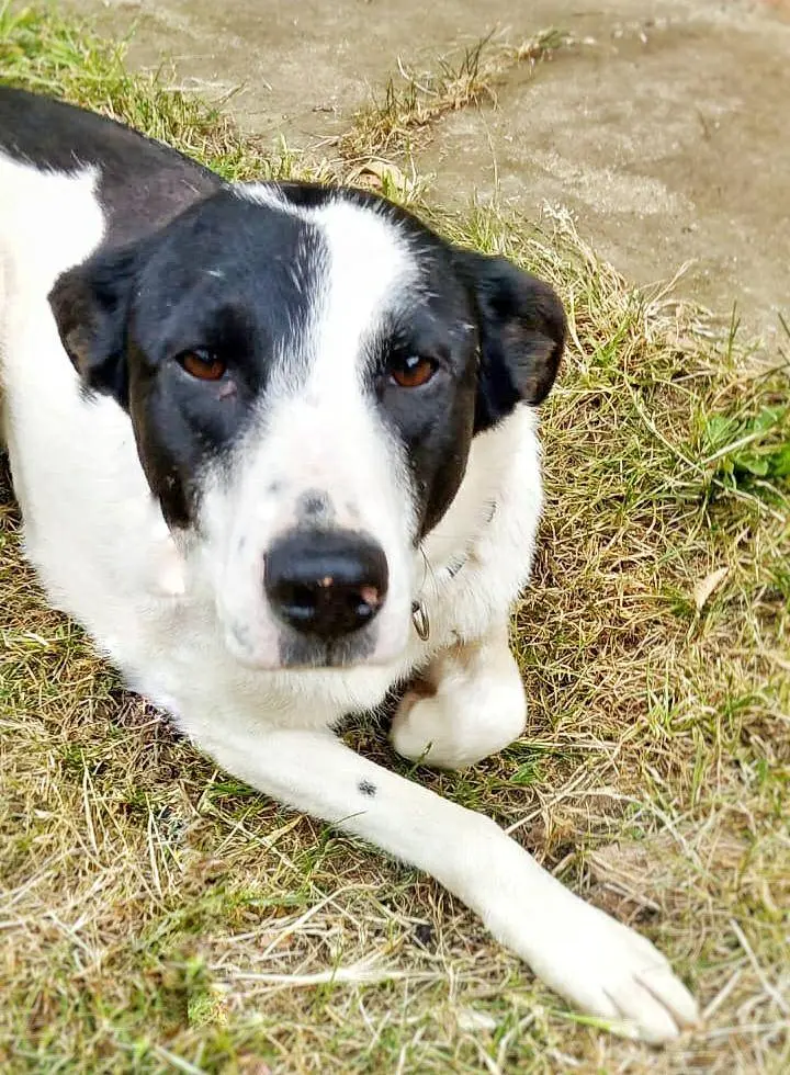 Adozione cane, femmina, meticcio, 4 anni e 7 mesi, taglia media, Pavia