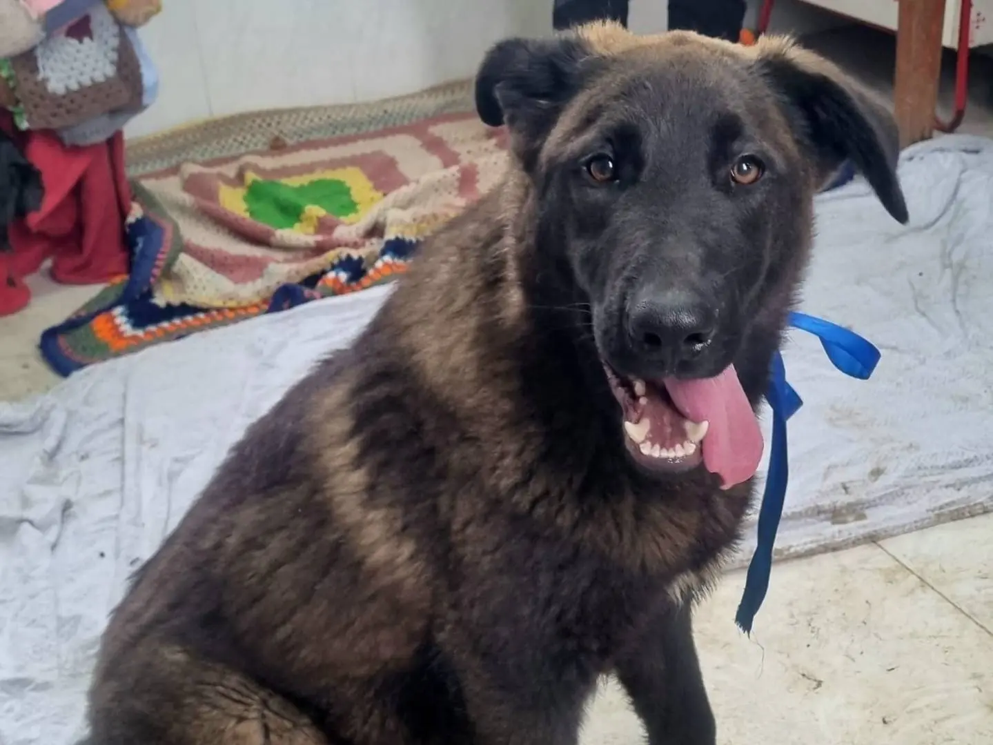 Adotta un cane, maschio, 1 anno e 4 mesi, Taranto