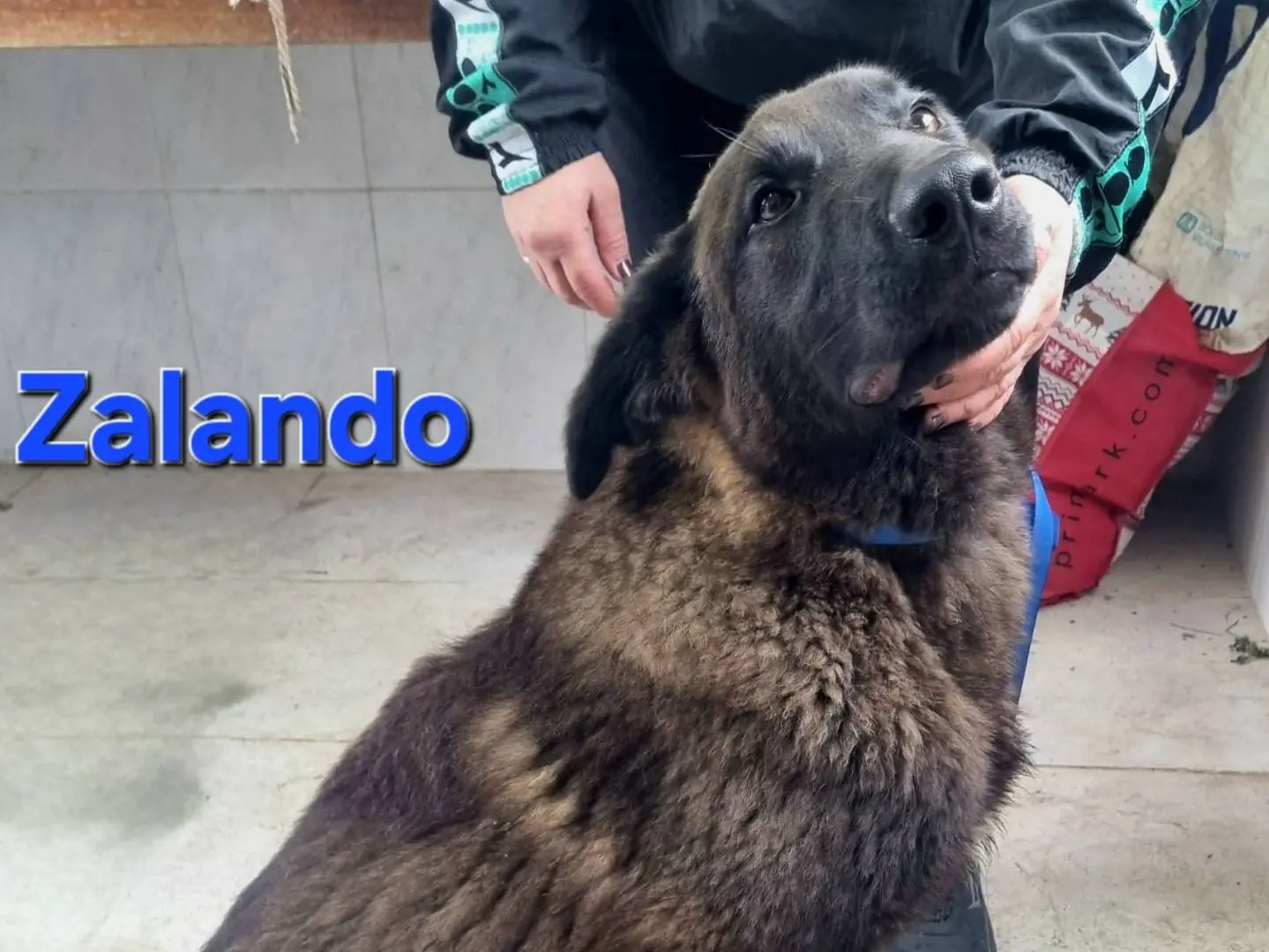 Adotta un cane, taglia grande, maschio, Taranto