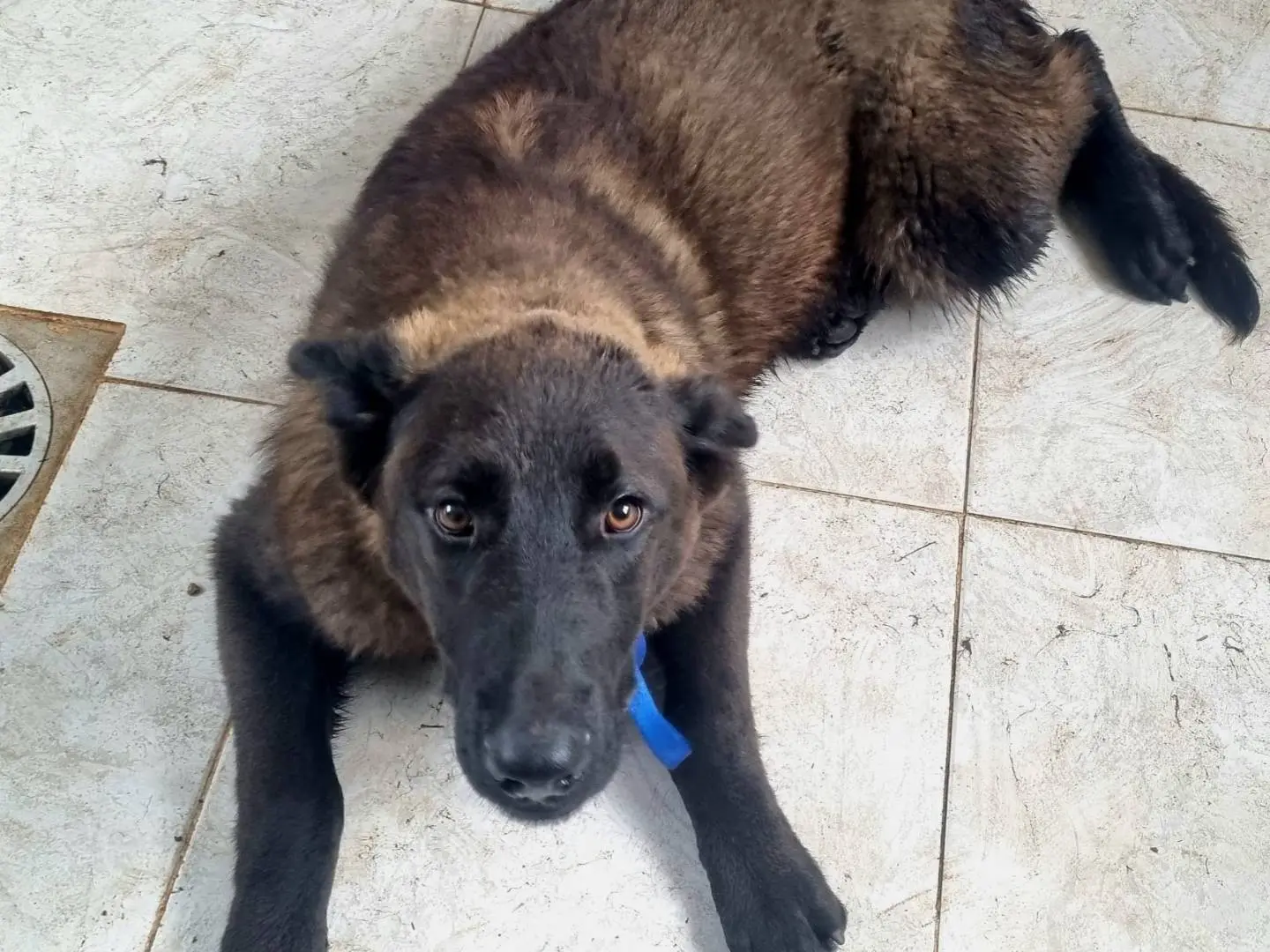 Vuoi adottare un cane a Taranto?