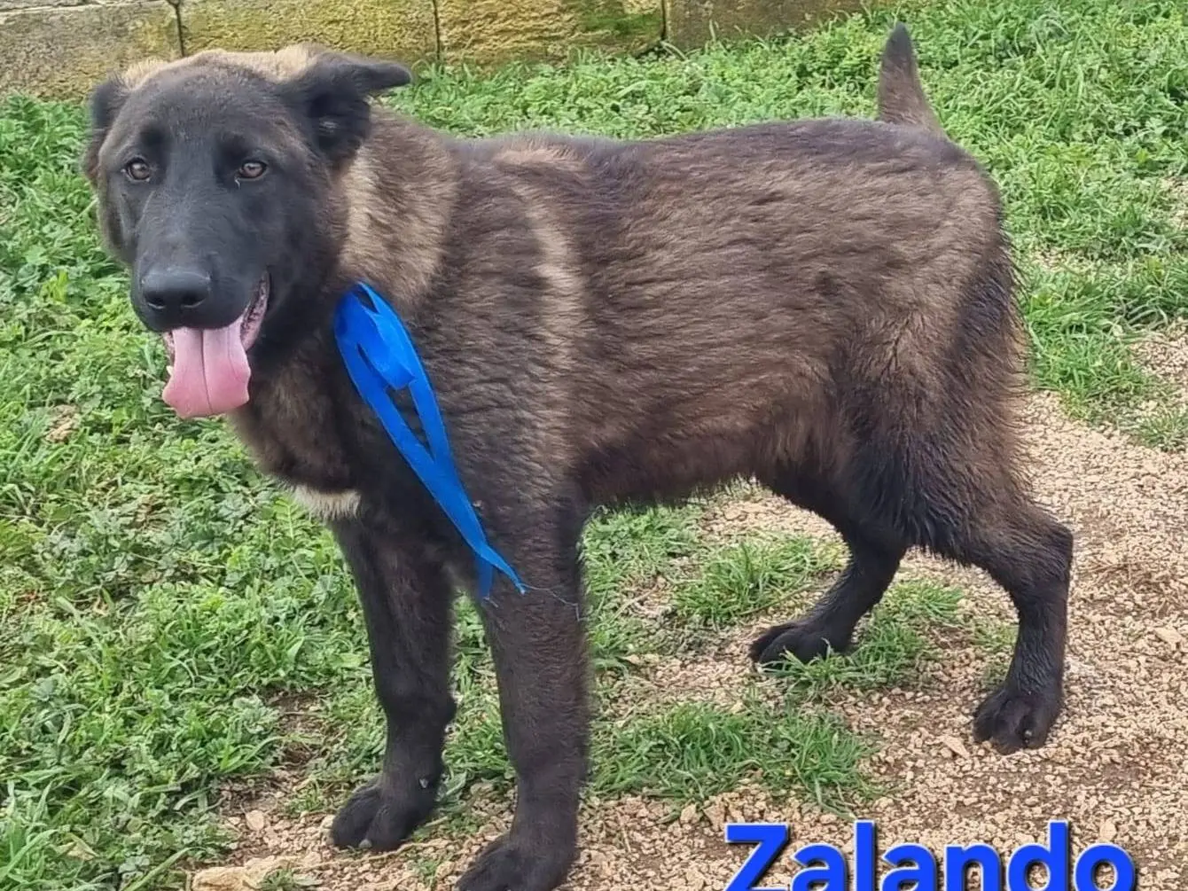Adozione cane, maschio, Razza sconosciuta Razza sconosciuta, 1 anno e 4 mesi, taglia grande, Taranto