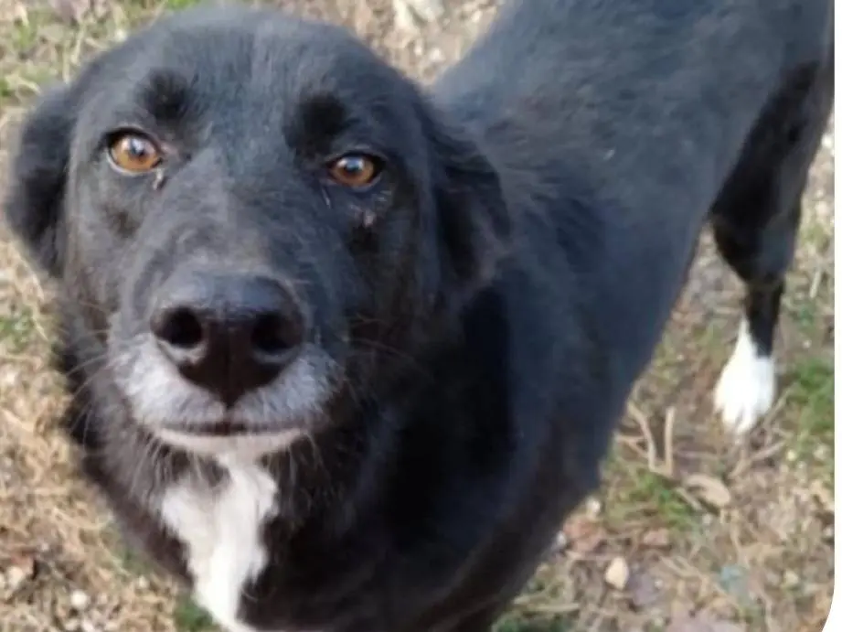 Adozione cane, femmina, Razza sconosciuta Razza sconosciuta, 4 anni e 7 mesi, taglia media contenuta, Avellino