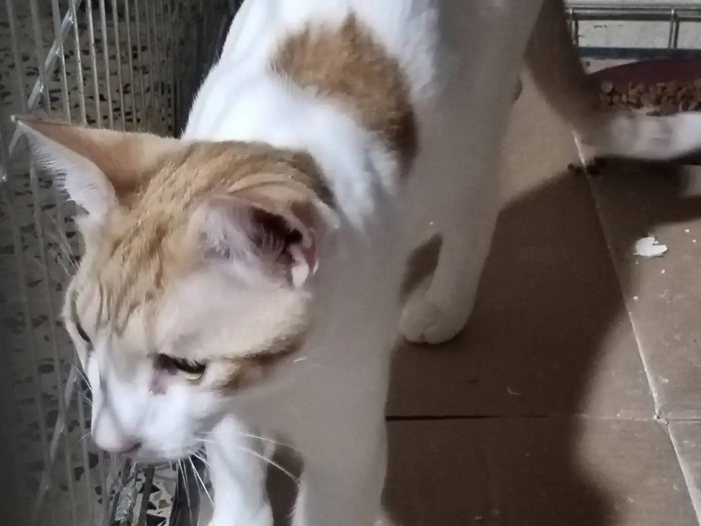 Adotta il gatto Xena e Apollo a Taranto