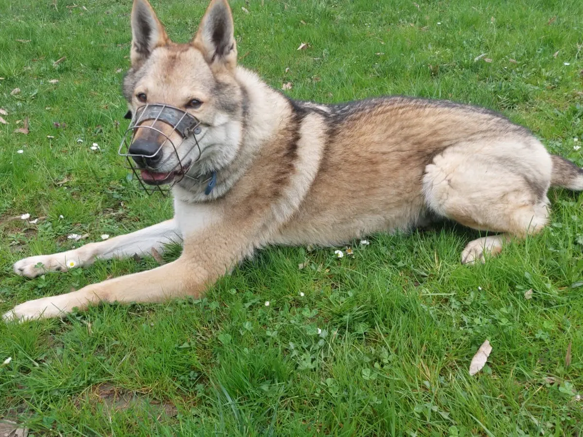 Adotta un cane, maschio, 10 anni e 1 mese, Parma