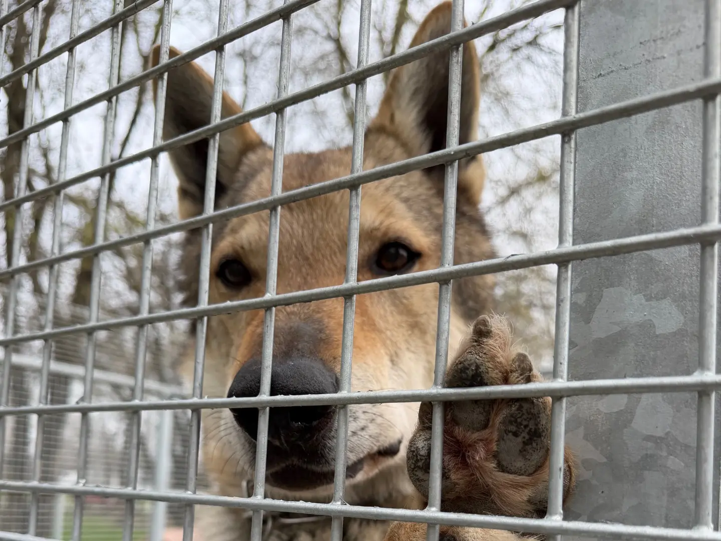 Adotta un cane, taglia gigante, maschio, Parma