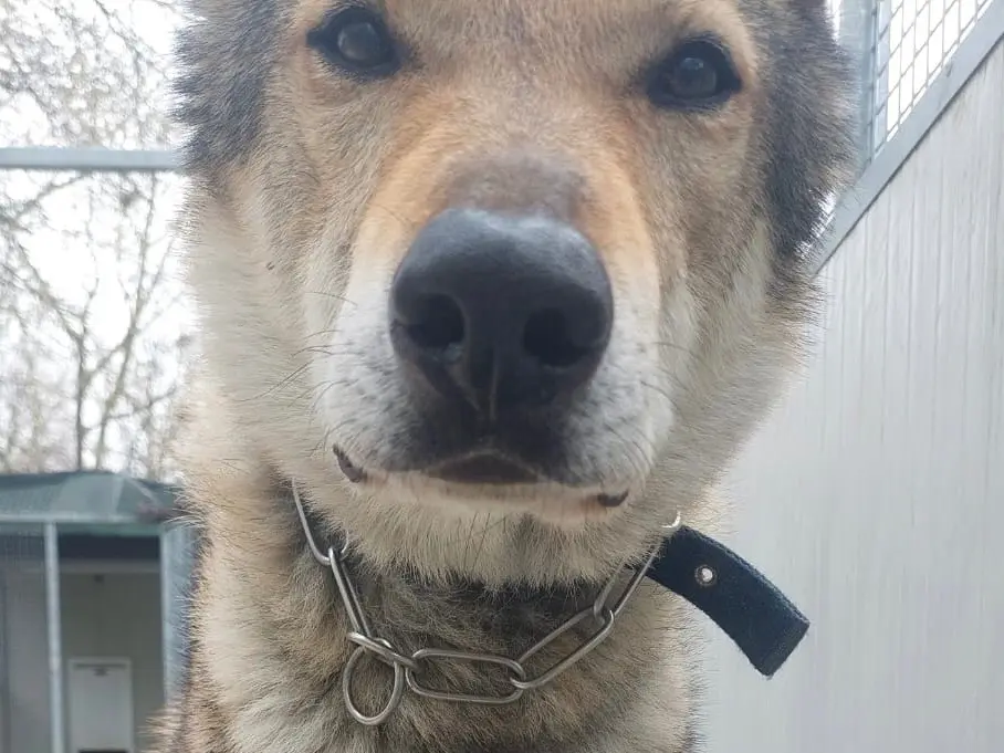 Adozione cane, maschio, Cane lupo Cecoslovacco Razza sconosciuta, 10 anni e 1 mese, taglia gigante, Parma