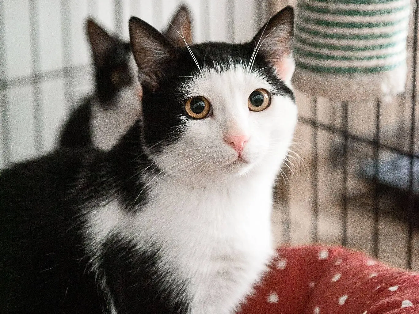 Adotta un gatto, taglia non valida, femmina, Milano
