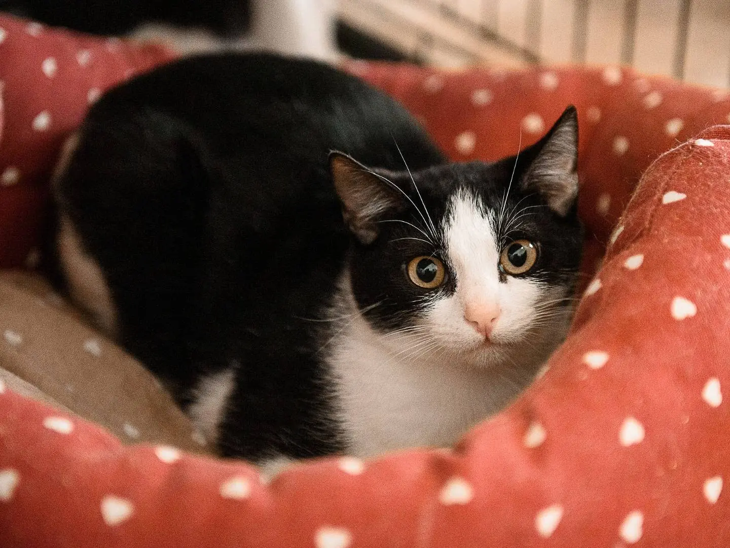 Adozione gatto, femmina, Razza sconosciuta Razza sconosciuta, 10 mesi, taglia non valida, Milano