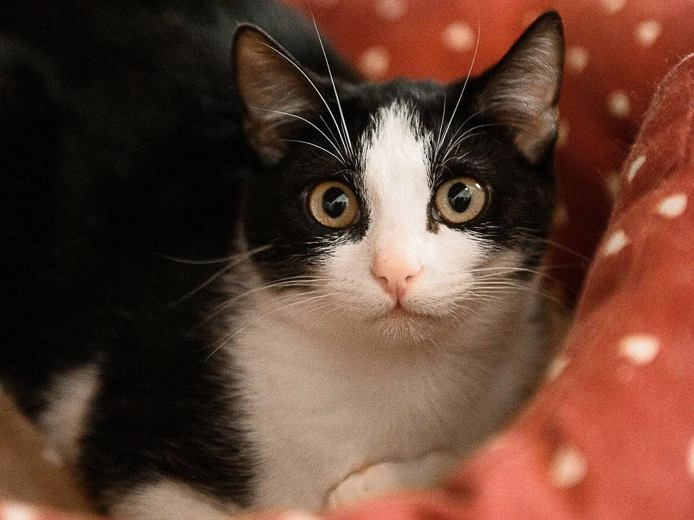Vuoi adottare un gatto a Milano?
