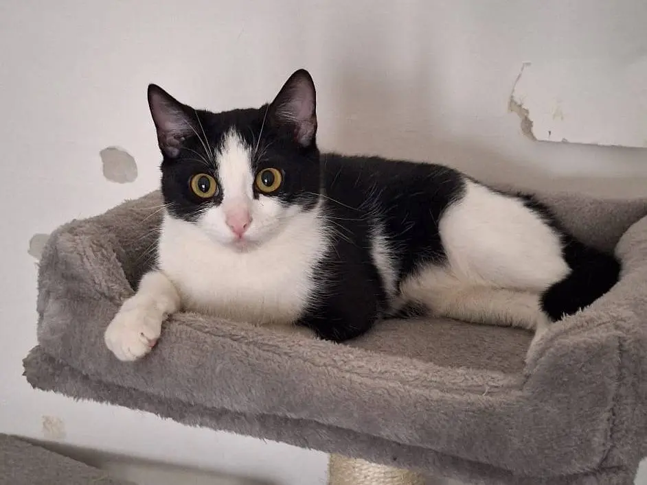Adotta il gatto Gomez e Morticia  a Milano