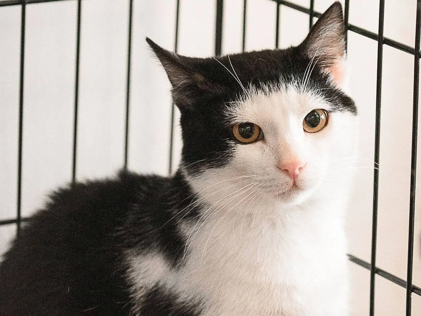 Adotta un gatto, femmina, 10 mesi, Milano