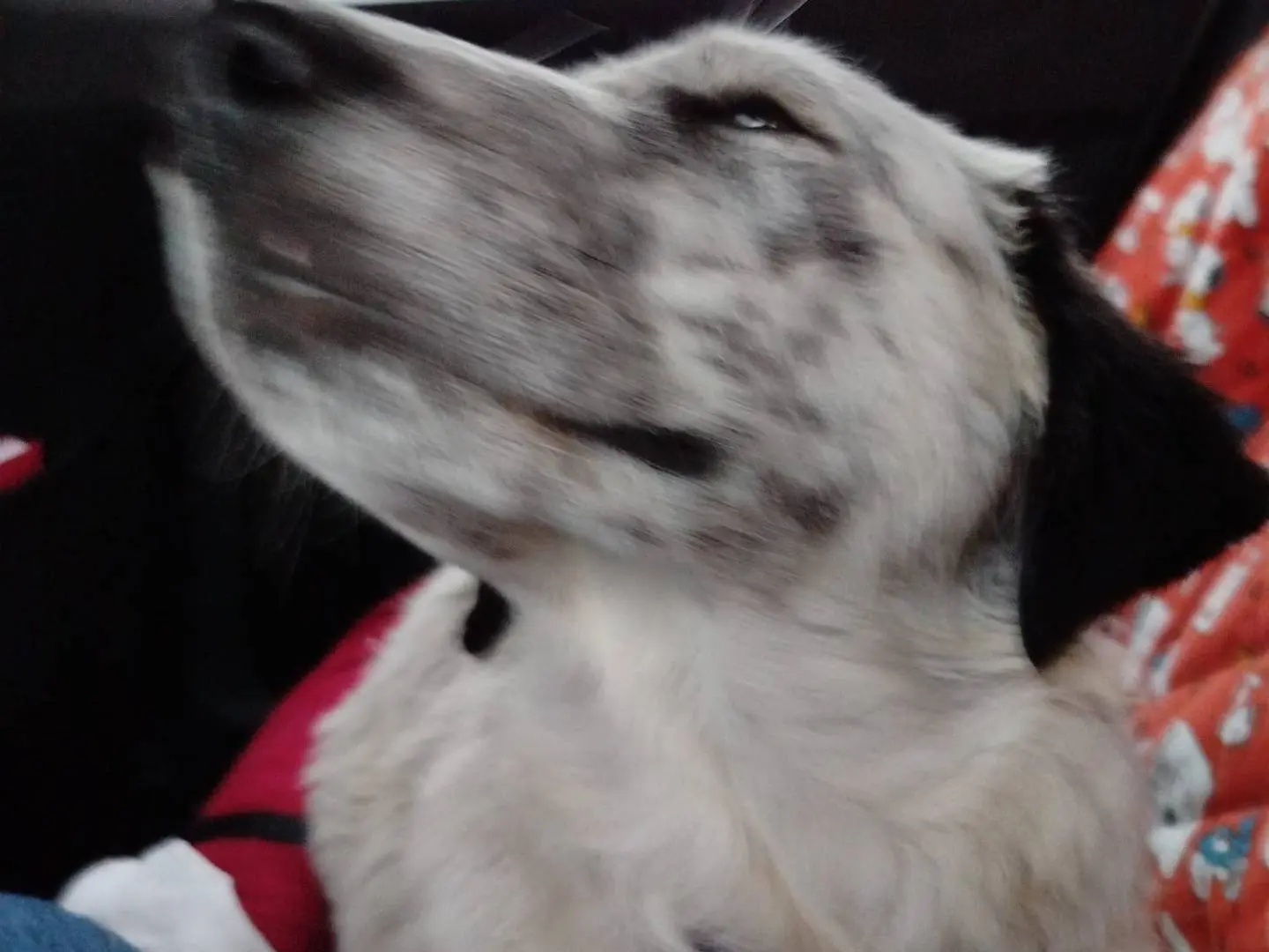 Adotta un cane, taglia media, maschio, Siena