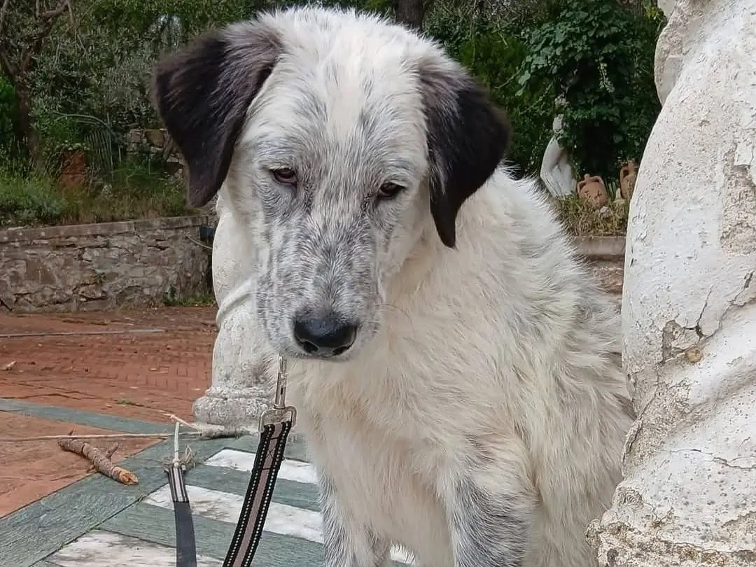 Adotta un cane, maschio, 1 anno e 3 mesi, Siena