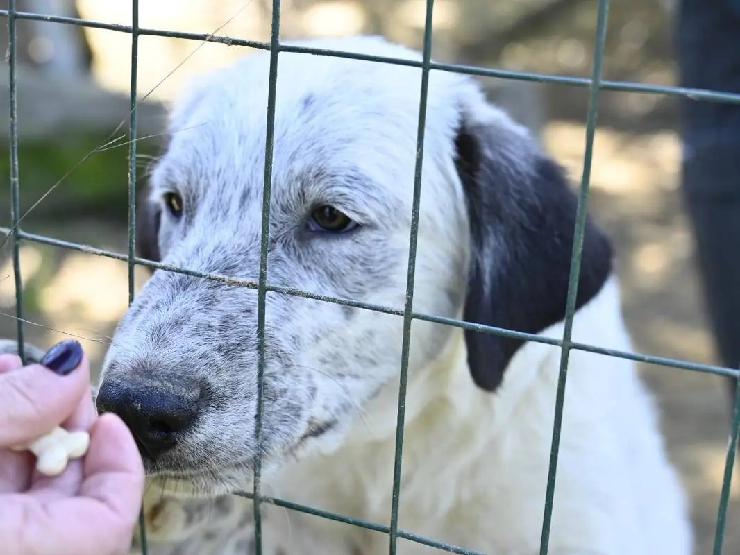 Adozione cane, maschio, Razza sconosciuta Razza sconosciuta, 1 anno e 3 mesi, taglia media, Siena