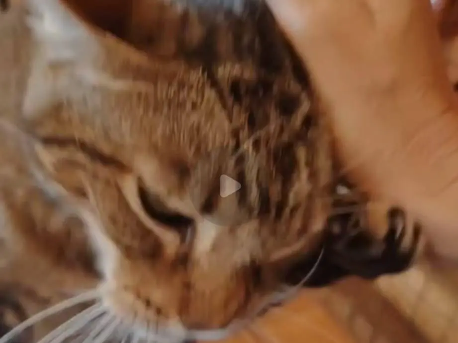 Adotta un gatto, maschio, 15 anni e 9 mesi, Roma