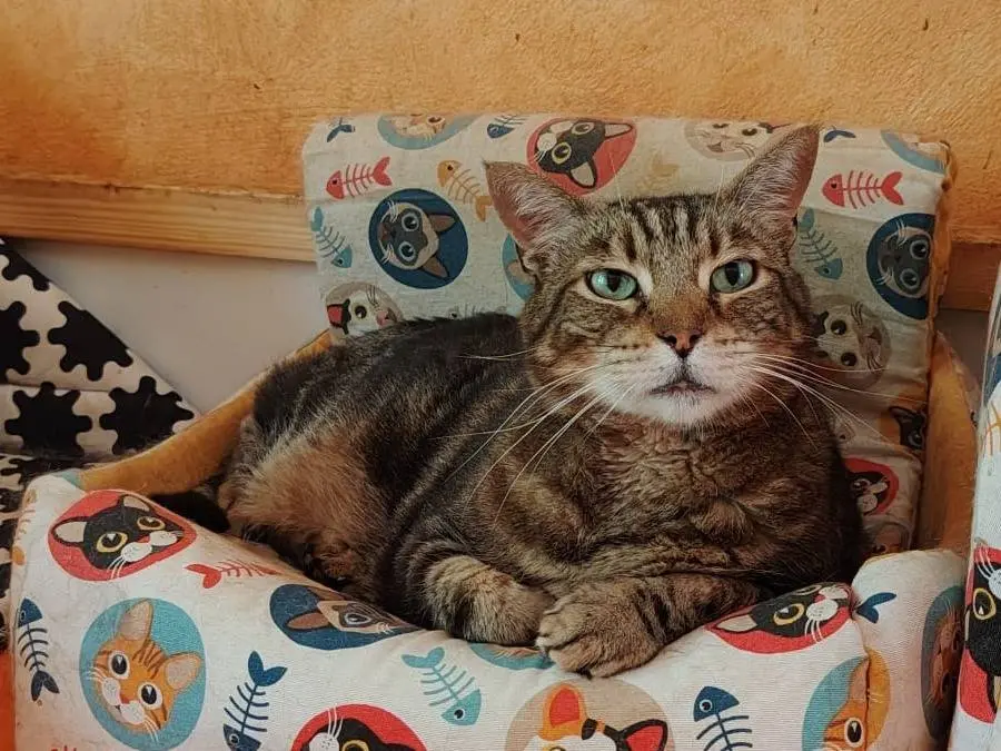 Adozione gatto, maschio, Razza sconosciuta Razza sconosciuta, 15 anni e 9 mesi, taglia non valida, Roma