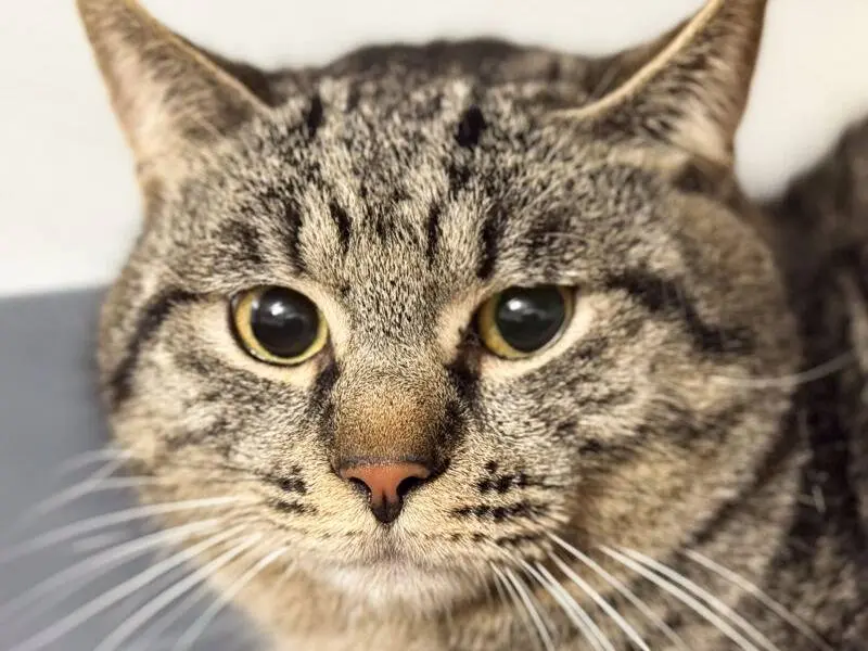 Adozione gatto, maschio, Razza sconosciuta Razza sconosciuta, 3 anni e 4 mesi, taglia non valida, Monza