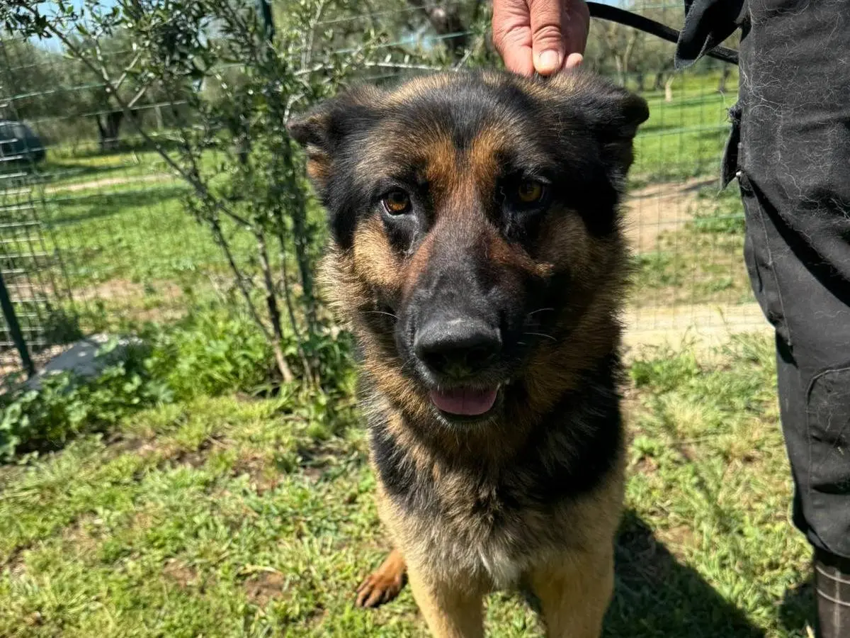 Adotta un cane, taglia grande, maschio, Matera